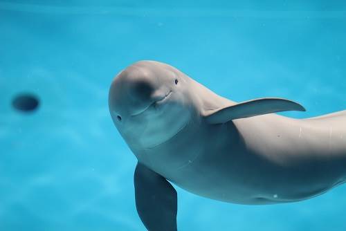日本,廣島,瀨戶內海,宮島水族館,NUMAJI交通科學博物館,福山汽車時鐘博物館,吳港船艦巡遊,道路休息站 三原神明之鄉,須波海濱公園,日本親子景點