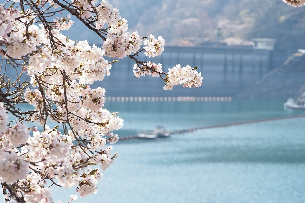 日本,東京,櫻花,賞櫻,木場公園,小松川千本櫻,奧多摩湖,日本東京賞櫻景點,日本櫻花季,日本賞櫻