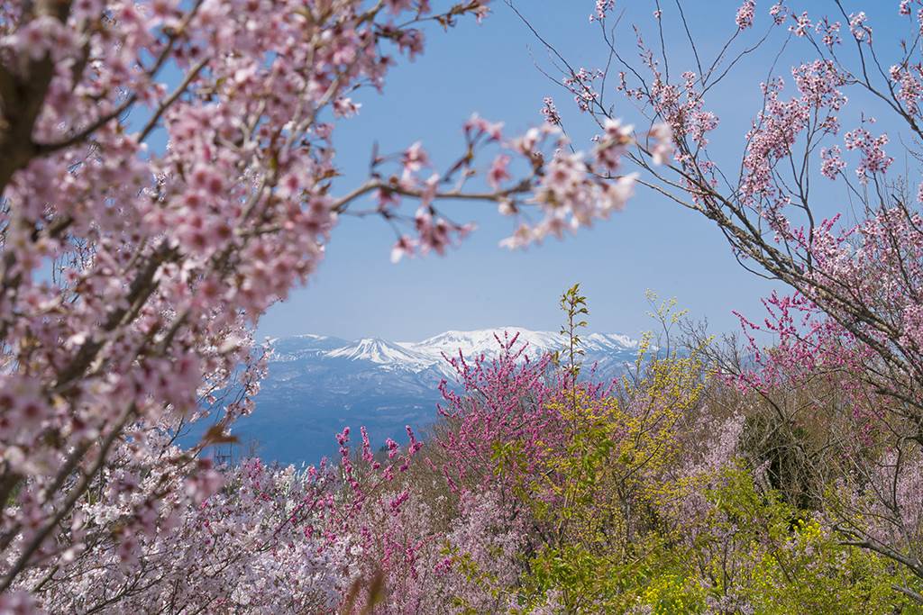 日本,福島,櫻花,花見山,富岡夜之森櫻並木,三春瀧櫻,開成山公園,小川諏訪神社,藤田川之櫻,鶴之城,湯野上溫泉,喜多方日中線枝垂櫻,觀音寺川櫻並木,日本福島賞櫻,日本櫻花季,日本福島景點,日本賞櫻