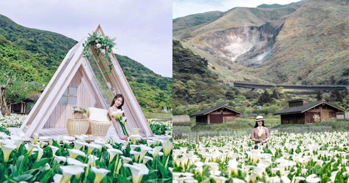 陽明山竹子湖海芋季,頂湖地區,海芋大道,巴島柑嬤店市集,生態人文導覽解說,仰德大道,繡球花季,2023陽明山海芋季,陽明山,海芋季,竹子湖,繡球花,櫻花季,名陽匍休閒農莊,財福海芋田,大賞園,苗榜花園,小瀑布海芋田,台北景點,台北賞花,陽明山景