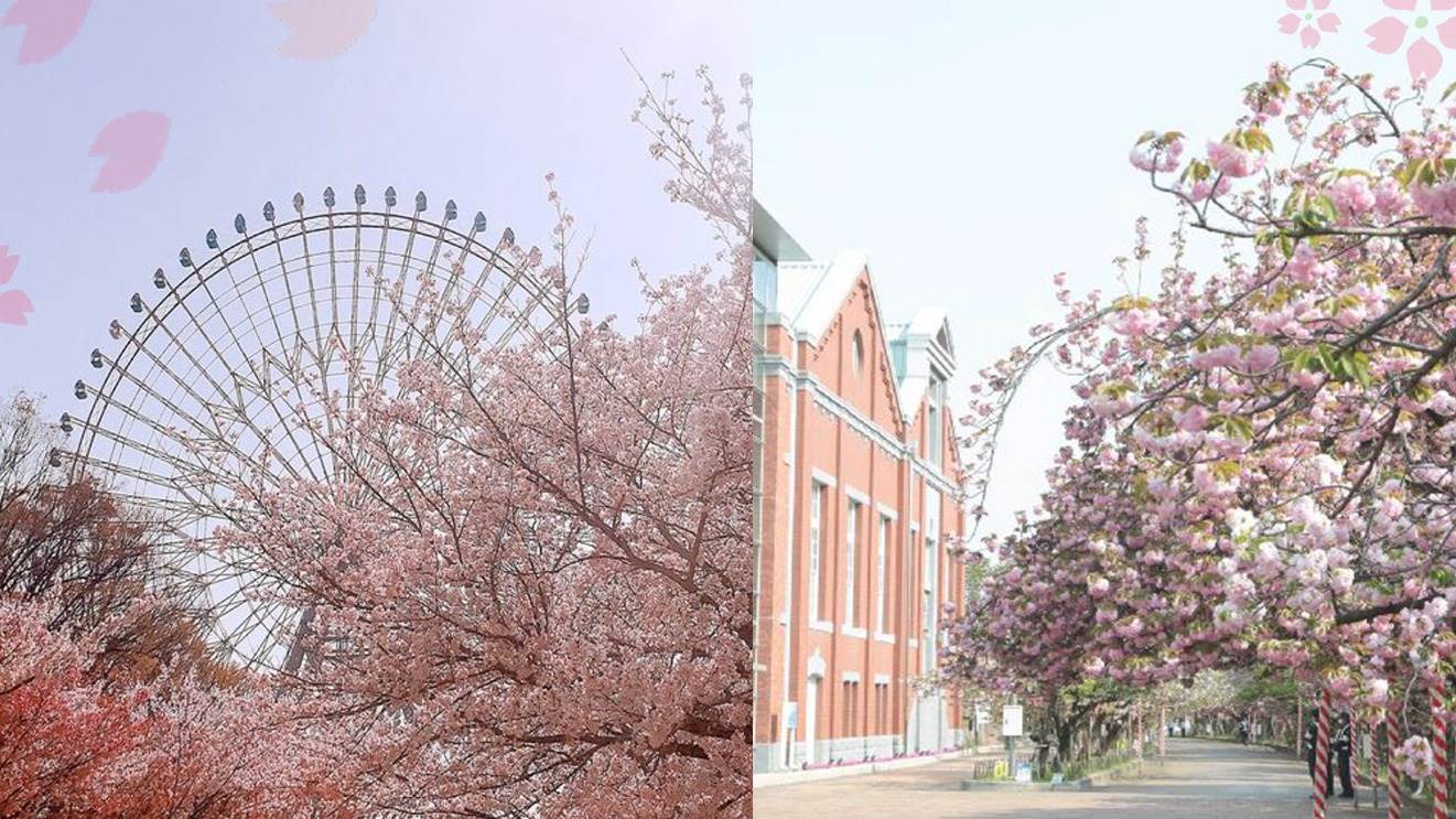 日本,大阪,櫻花,花博記念公園 鶴見綠地,大阪造幣局,勝尾寺,萬博紀念公園,住之江公園,念法真教 總本山 金剛寺,奧河內櫻花公園,毛馬櫻之宮公園,天保山公園,枚方公園,日本櫻花季,大阪賞櫻,日本大阪景點