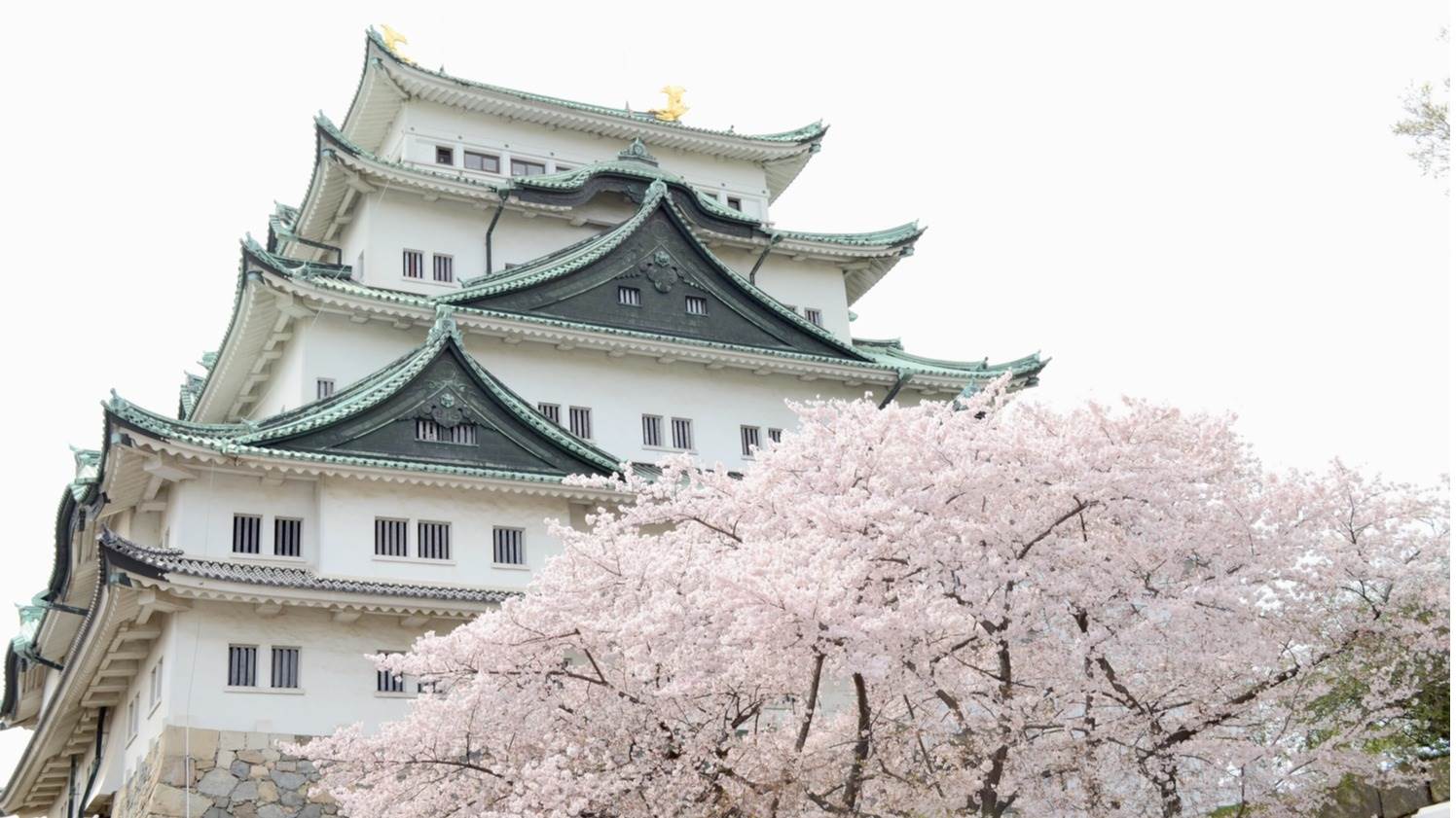 日本,名古屋,櫻花,東山動植物園,名古屋城,鶴舞公園,德川園,八事山興正寺,日本賞櫻,日本櫻花季,名古屋景點
