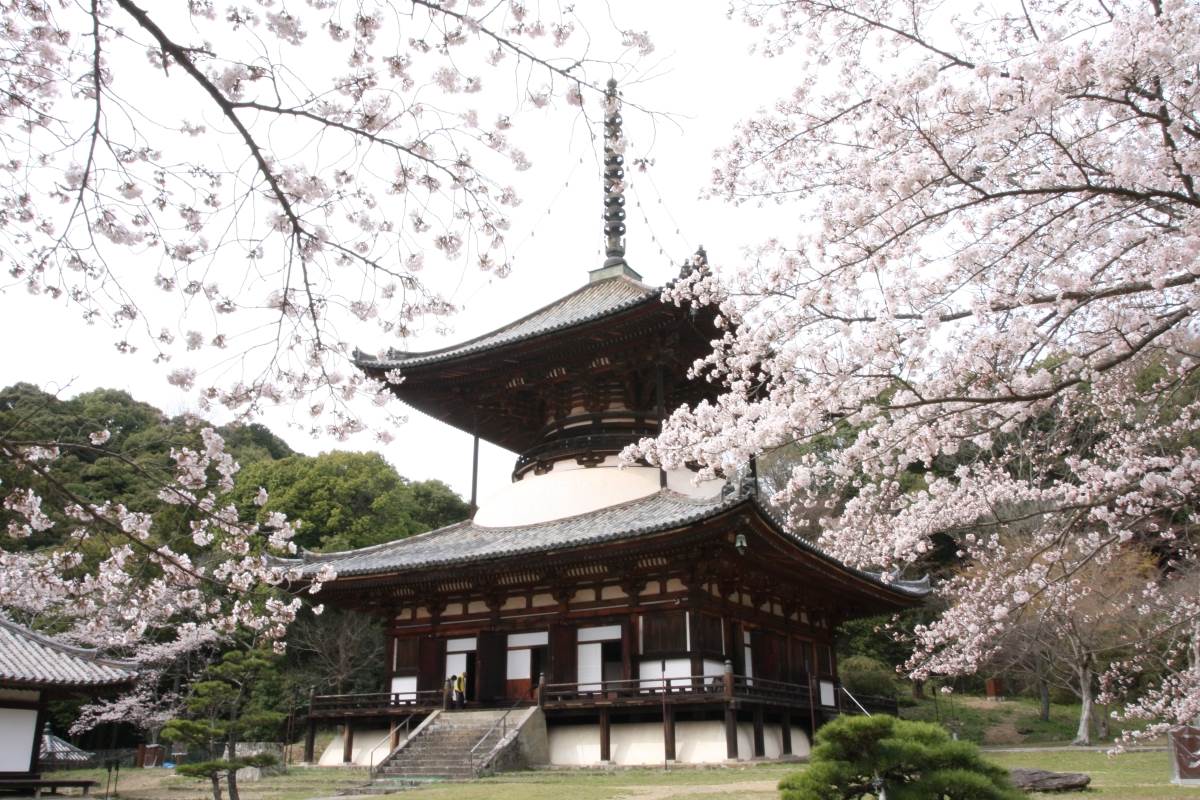 日本,和歌山,南部梅林,根來寺,紀之川　桃源鄉,丹生都比賣神社,美山之里森林公園,日本櫻花,日本賞櫻,日本景點,日本旅遊,日本自由行