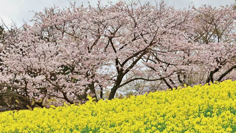 日本,櫻花,油菜花,國營昭和紀念公園,小湊鐵道,幸手權現堂櫻堤,新河岸川河川敷,真岡鐵道,關東,東京,關東賞櫻,日本賞櫻