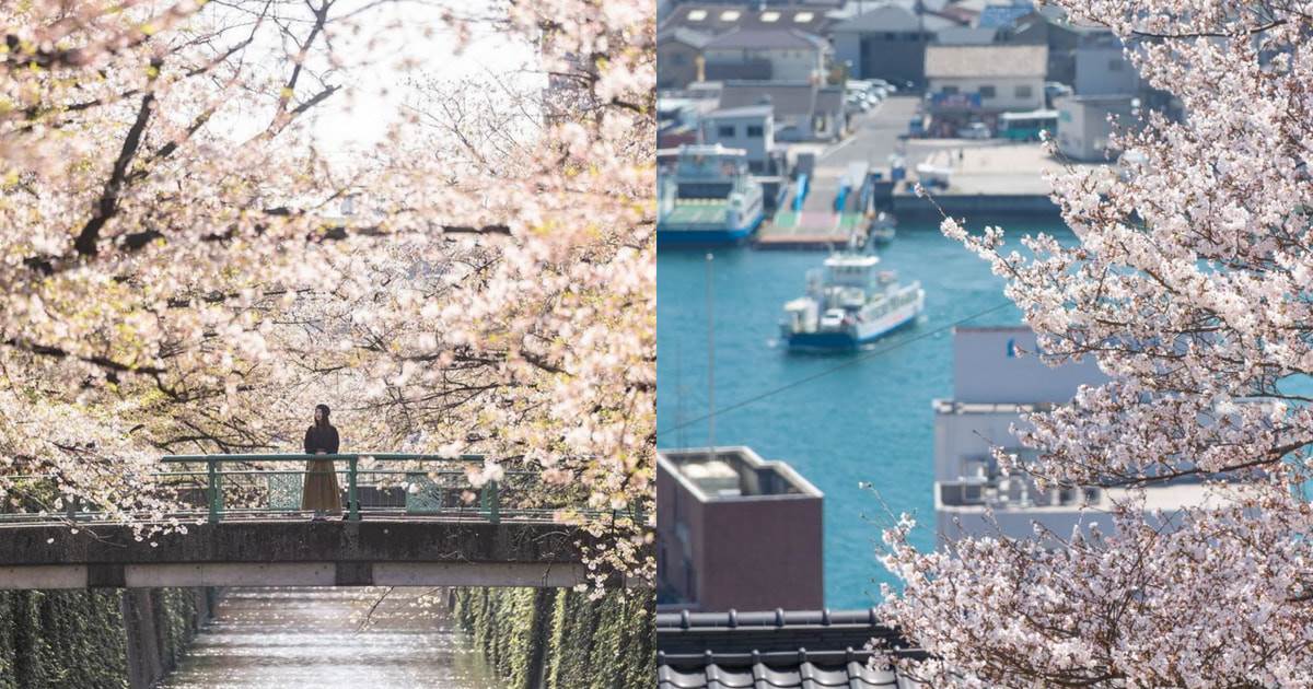 日本,櫻花,日本景點,櫻花景點,賞櫻,五稜郭公園,弘前公園,北上展勝地,花見山,千鳥淵,目黒川,高遠城址公園,大阪城公園,萬博紀念公園,吉野山,津山城,鶴山公園,千光寺公園,西公園,染井吉野櫻,枝垂櫻,日本賞櫻,二條城,平安神宮