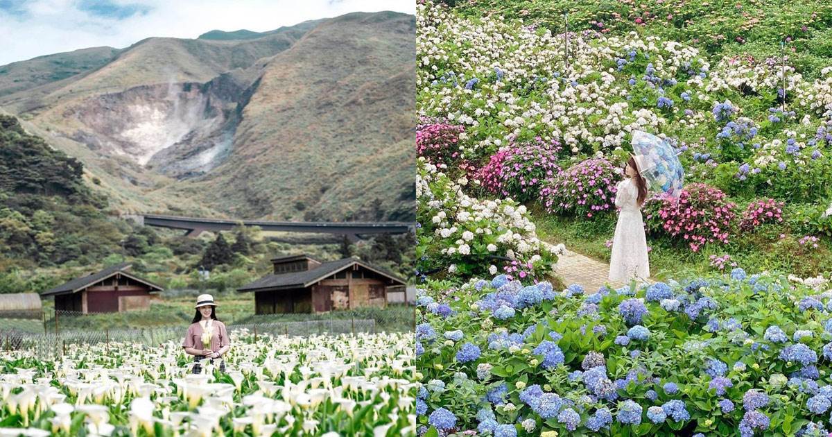竹子湖景點,竹子湖海芋季,竹子湖繡球花季