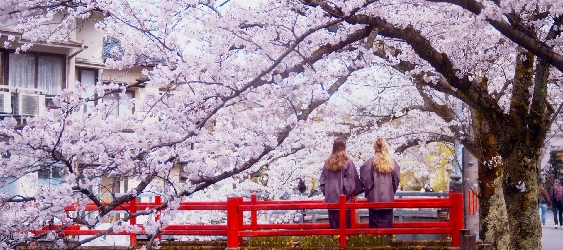 日本,關西,城崎溫泉,豐岡,神鍋高原,日本旅遊,日本景點,日本溫泉,日本泡湯,日本櫻花,日本賞櫻