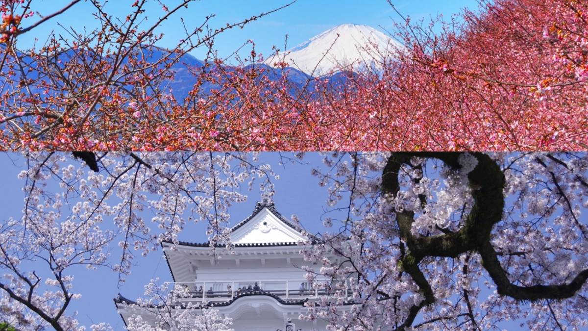 日本,東京,關東,櫻花,賞櫻,小田原城址公園,縣立三池公園,西平畑公園,幸手權現堂櫻堤,熊谷櫻堤,大宮公園,櫻山公園,亥鼻公園,白子町温泉,常盤平櫻花大道,日本櫻花,日本賞櫻,日本賞櫻景點,日本旅遊,日本自由行,富士山