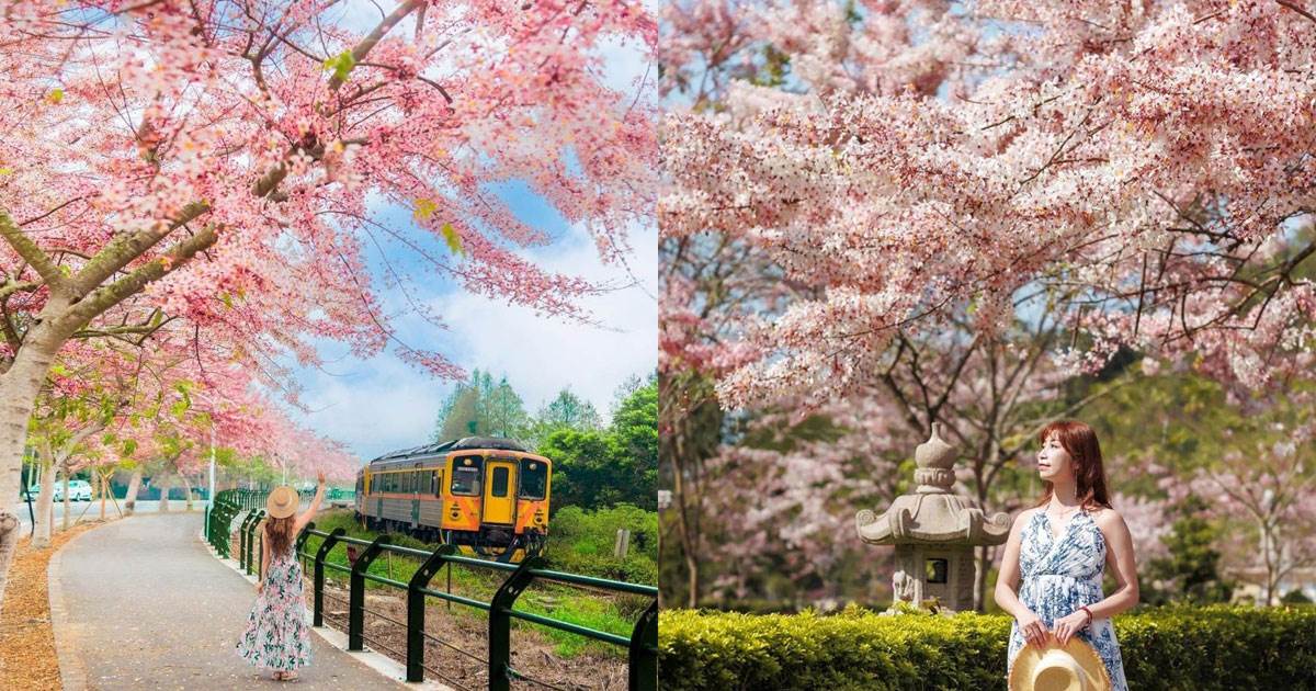花旗木,全台
