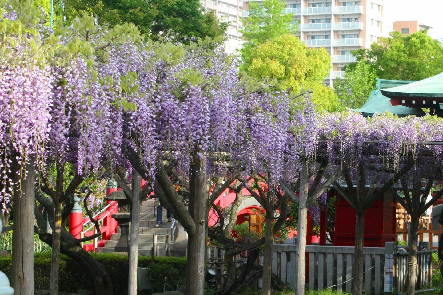 日本,東京,杜鵑花,鹽船觀音寺,紫藤花,龜戶天神社,粉蝶花,昭和紀念公園