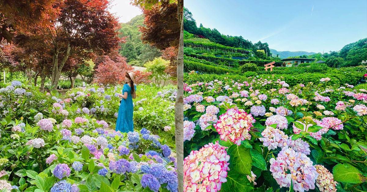 繡球花,陽明山,雪霸休閒農場,山上陽光休閒農莊,曹家花田香,薰衣草森林,杉林溪,青山農場,全台繡球花,繡球花景點,杉林溪森林生態渡假園區,杉林松境休閒農場,高家繡球花田,竹子湖,新竹,南投,桃園,山上陽光休閒農