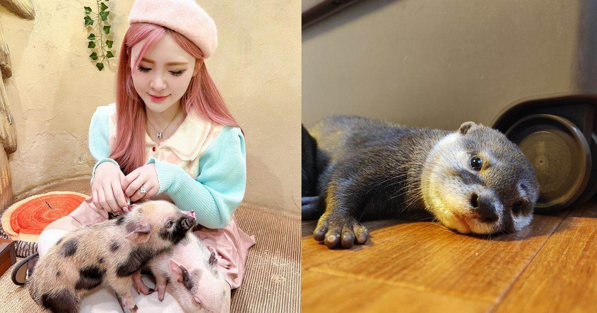 日本,東京,日本咖啡廳,東京咖啡廳,動物咖啡廳,Capy Neko Cafe,Mipig cafe,浅草の豆柴カフェ,HARRY HARAJUKU terrace,chikuchiku cafe,Owl Cafe Akiba Fukurou Tokyo,Pignic Cafe,Kotori Cafe,迷你豬咖啡廳,水豚,咖啡廳,刺蝟,貓頭鷹,迷你豬,小鳥,豆柴,水獺