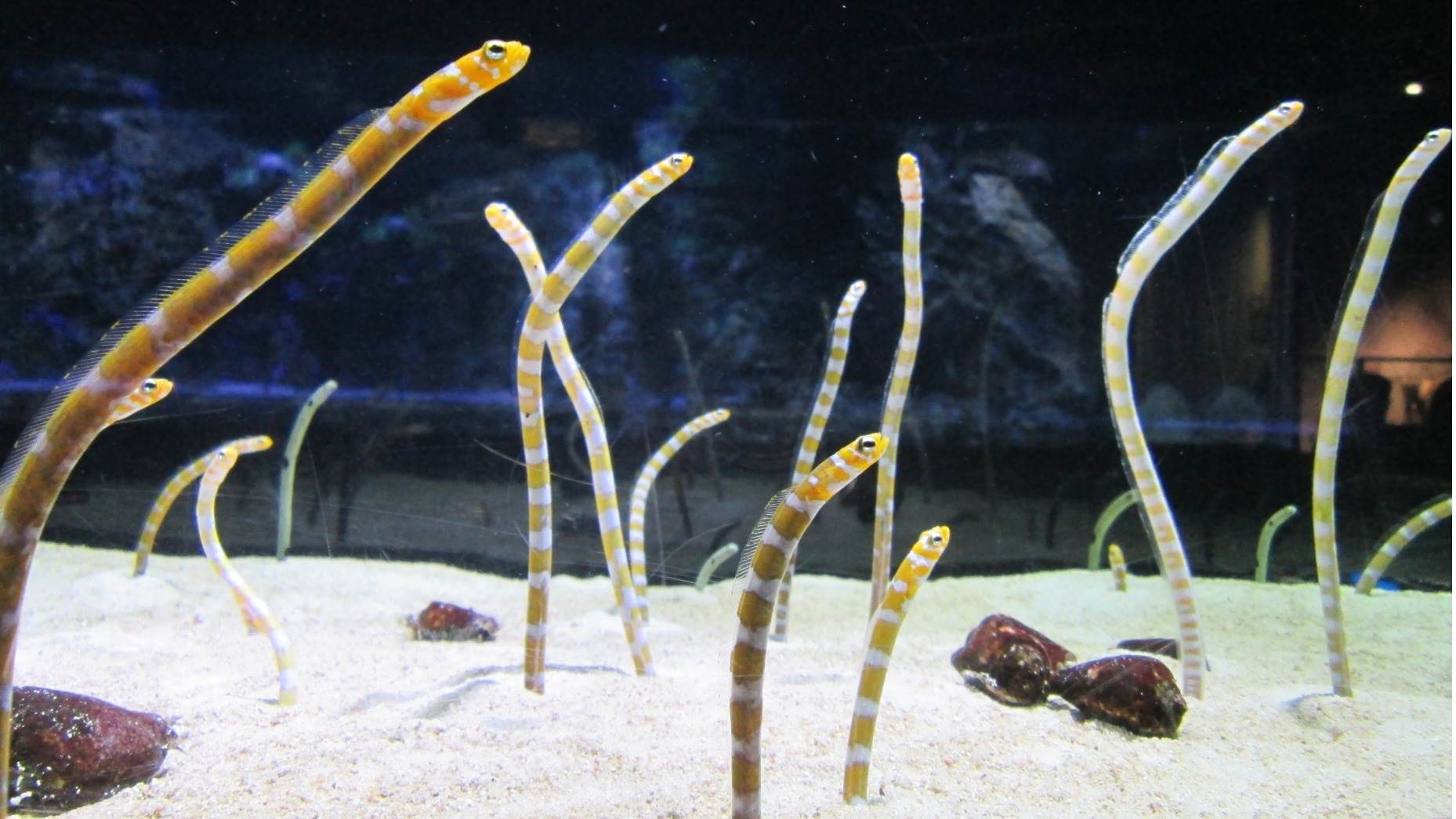 東京景點,墨田水族館,陽光水族館,板橋區立熱帯環境植物館,大洗水族館,新江之島水族館