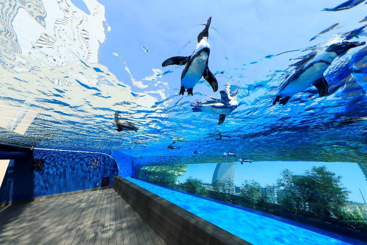日本,東京,水族館,陽光水族館,品川水族館,墨田水族館,日本景點,東京景點