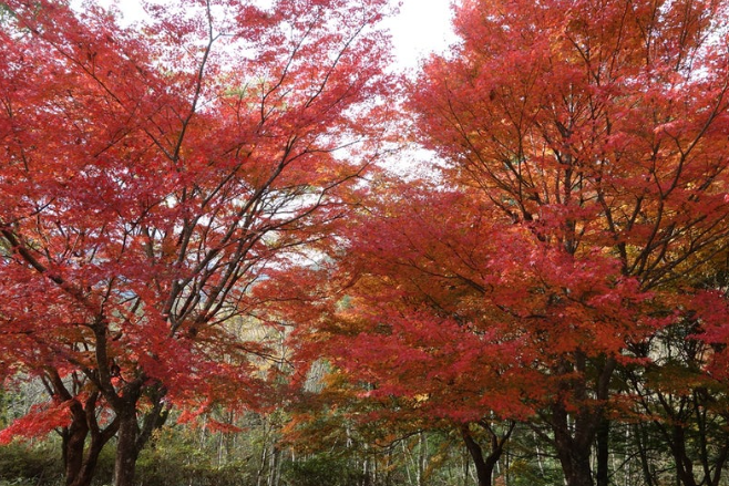 九州,小林,波斯菊,紅葉,採摘體驗,宮崎,波斯菊祭,波斯菊花海,花海,日本賞楓,日本賞楓景點,賞楓景點,日本楓葉,小林景點,宮崎景點,夷守台,SUKIMULAND