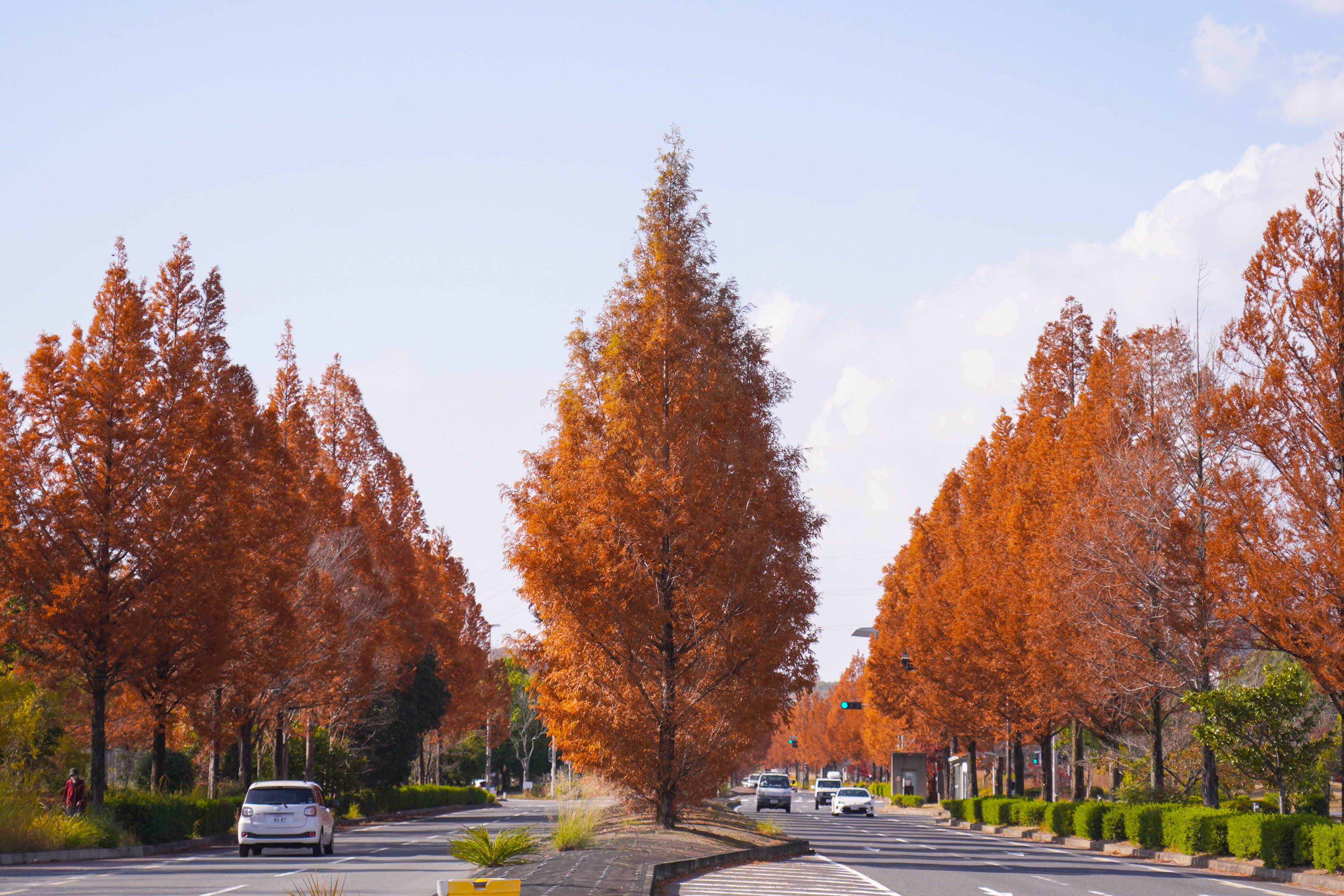 京都景點,銀杏,紅葉,京都景點推薦,日本景點,賞楓景點,日本賞楓景點,日本銀杏,銀杏景點,引原峠大銀杏,須津銀杏並木,Green Land Mizuho,精華町精華大道,精華町,長岡天滿宮,三栖神社