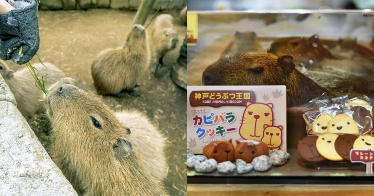 水豚,伊豆仙人掌動物園,カワスイ 川崎水族館,那須どうぶつ王国,神戶動物王國,日本動物園,日本水豚景點