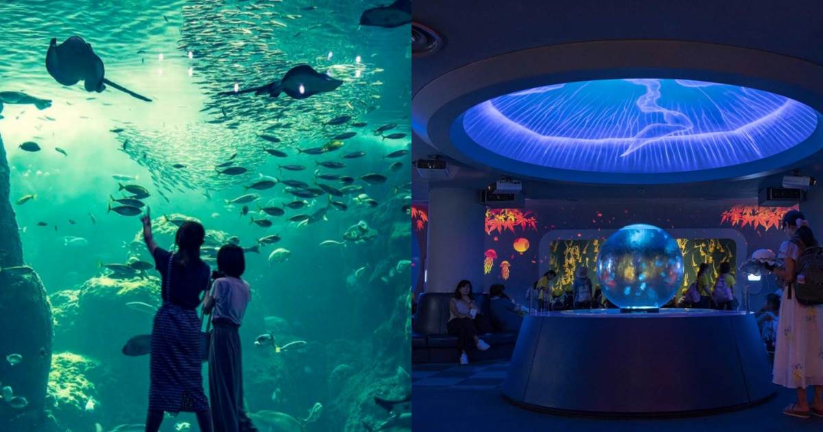 新江之島水族館,流星拍攝地,相模灣海洋生態,海豚秀,水母夢幻廳,日劇取景,江之島景點推薦,日本景點推薦
