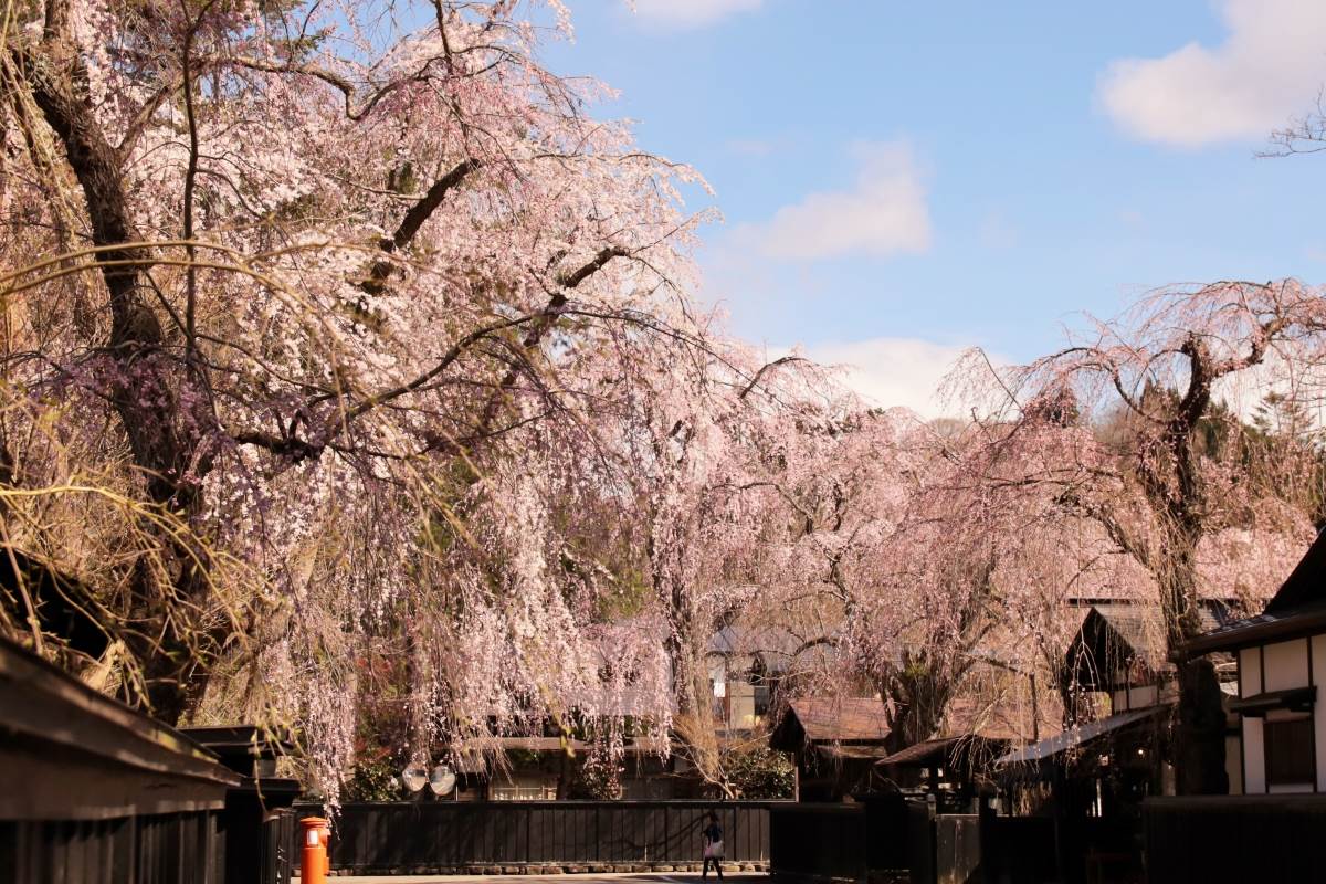 仙北,秋田,白岩城,上檜木紙風船祭典,田澤湖,角館,日本活動,日本仙北,仙北活動,日本祭典,仙北祭典,日本櫻花,日本賞櫻,日本櫻花季,仙北賞櫻,仙北櫻花