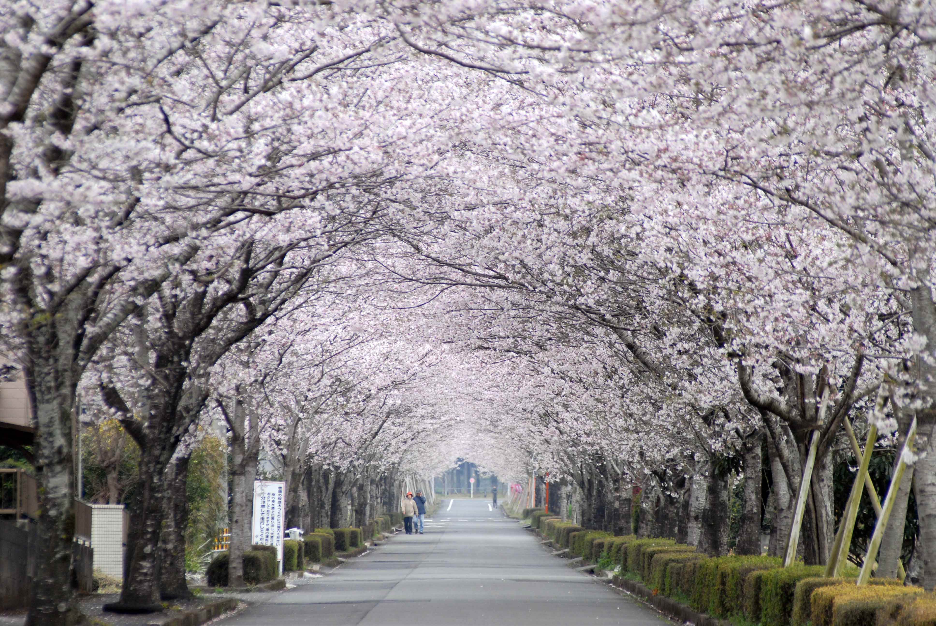 日本景點,日本甜點,日本美食,宮崎景點,小林市景點