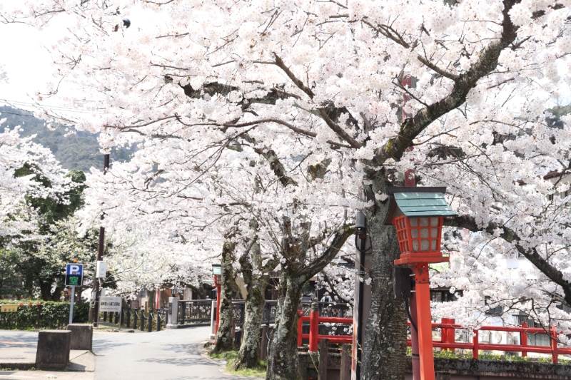 城崎溫泉,日本賞櫻景點,城崎溫泉景點,日本景點,賞櫻景點