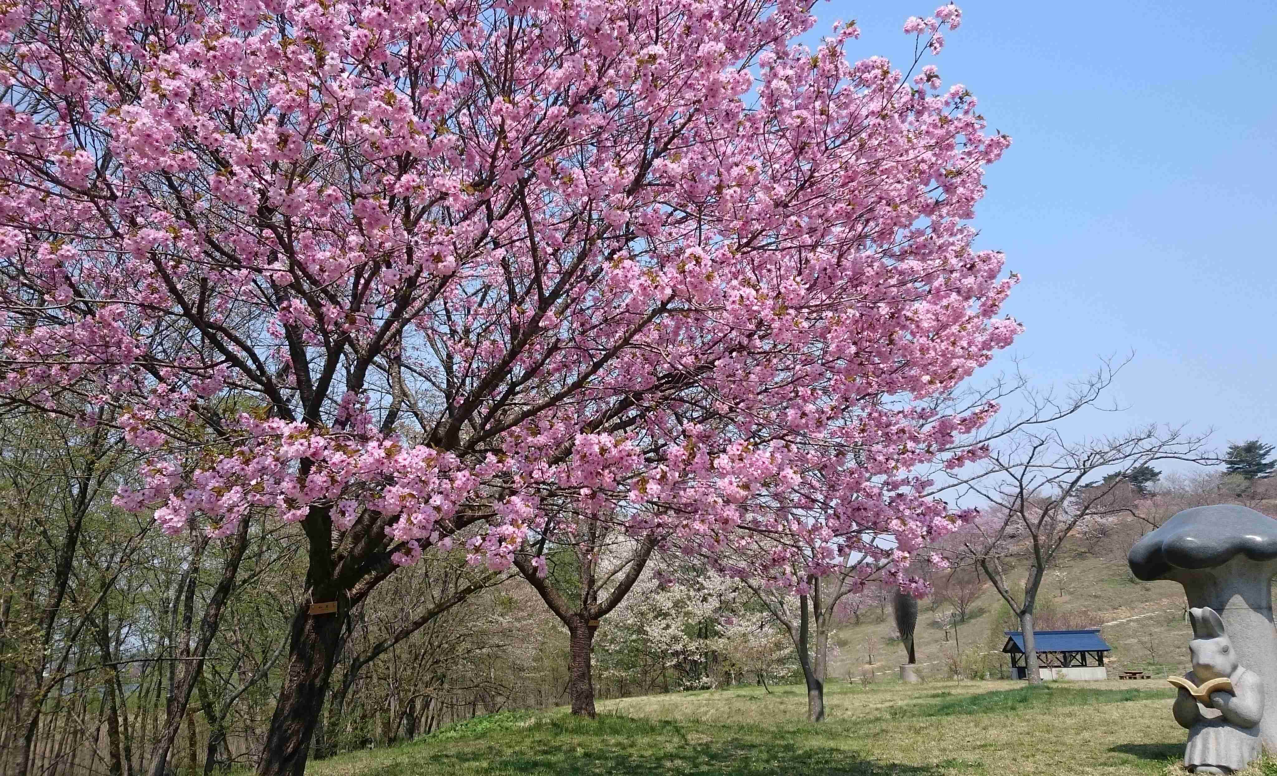 日本賞櫻景點,賞櫻景點,日本景點,秋田景點,日本賞櫻
