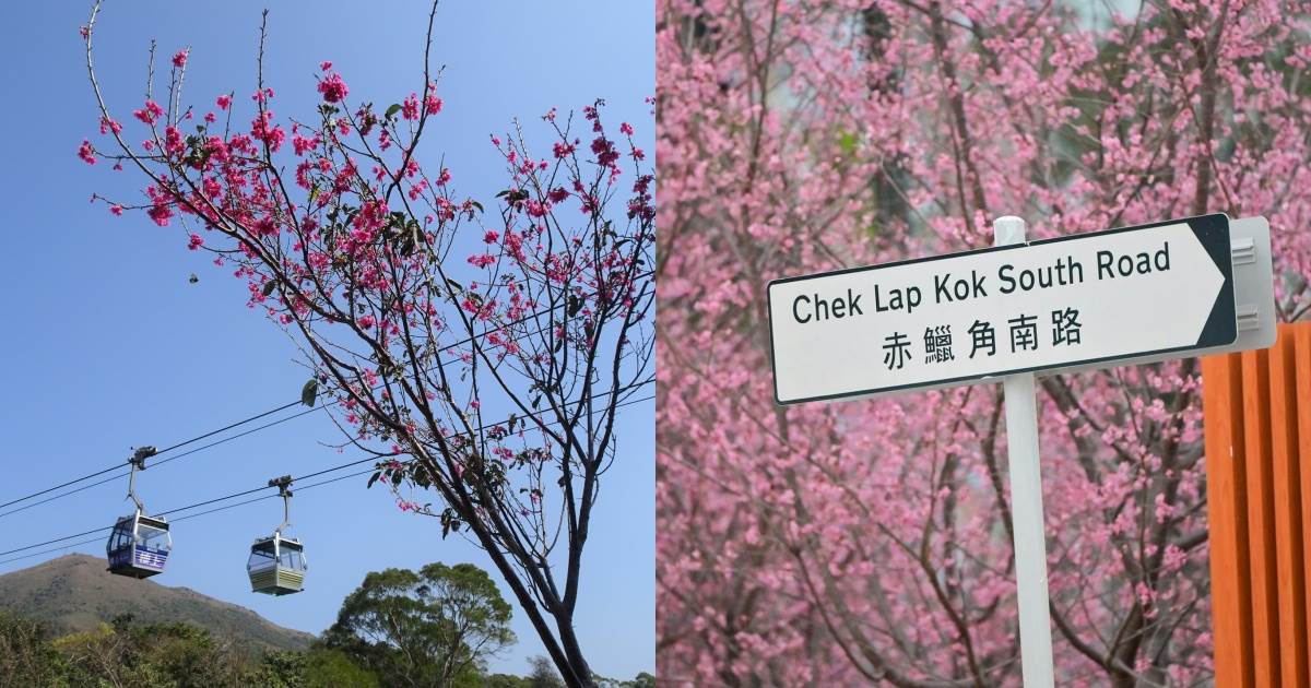 香港景點,香港櫻花季