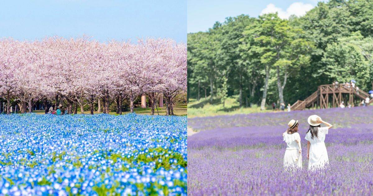 日本,賞花,櫻花,楓葉,繡球花