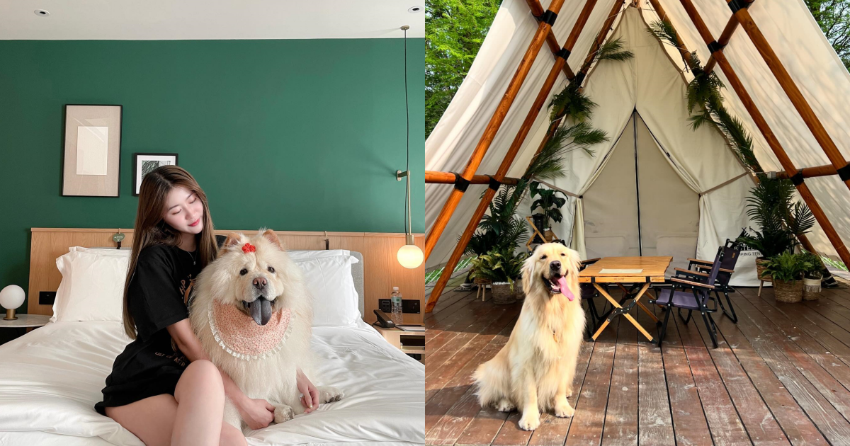 11間寵物友善住宿推薦|飯店民宿露營通通有,快帶毛孩旅行去 ,,