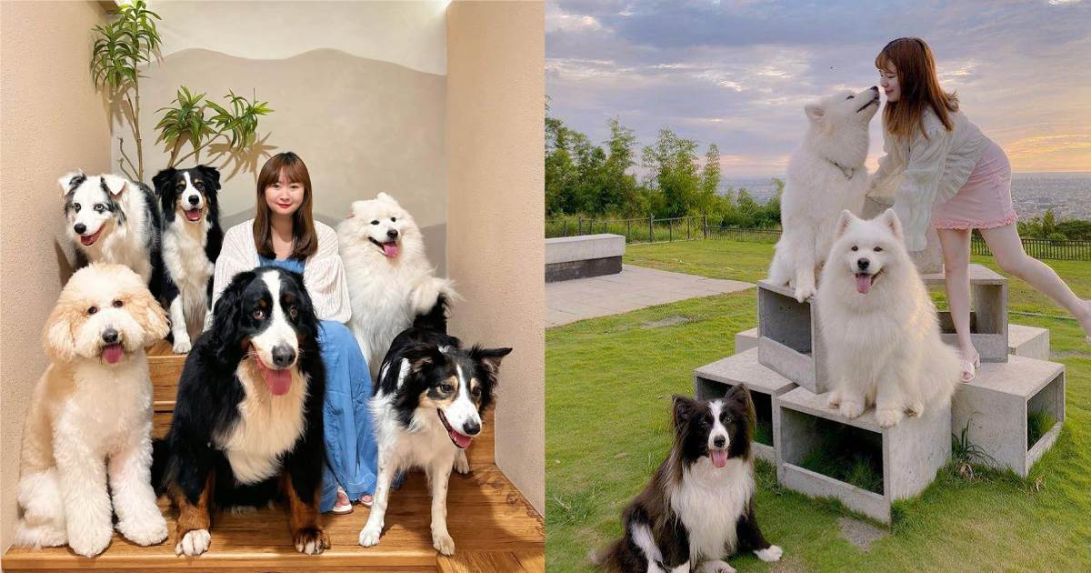 寵物友善,寵物友善餐廳,寵物友善咖啡廳,獵犬不打獵鄉林小食光,食。光機　,鹿雅森林,微笑白雲,奶油先生 ,浪浪別哭,PS BUBU金屋藏車食堂,全台寵物友善,狗狗餐廳,寵物咖啡廳,寵物餐廳