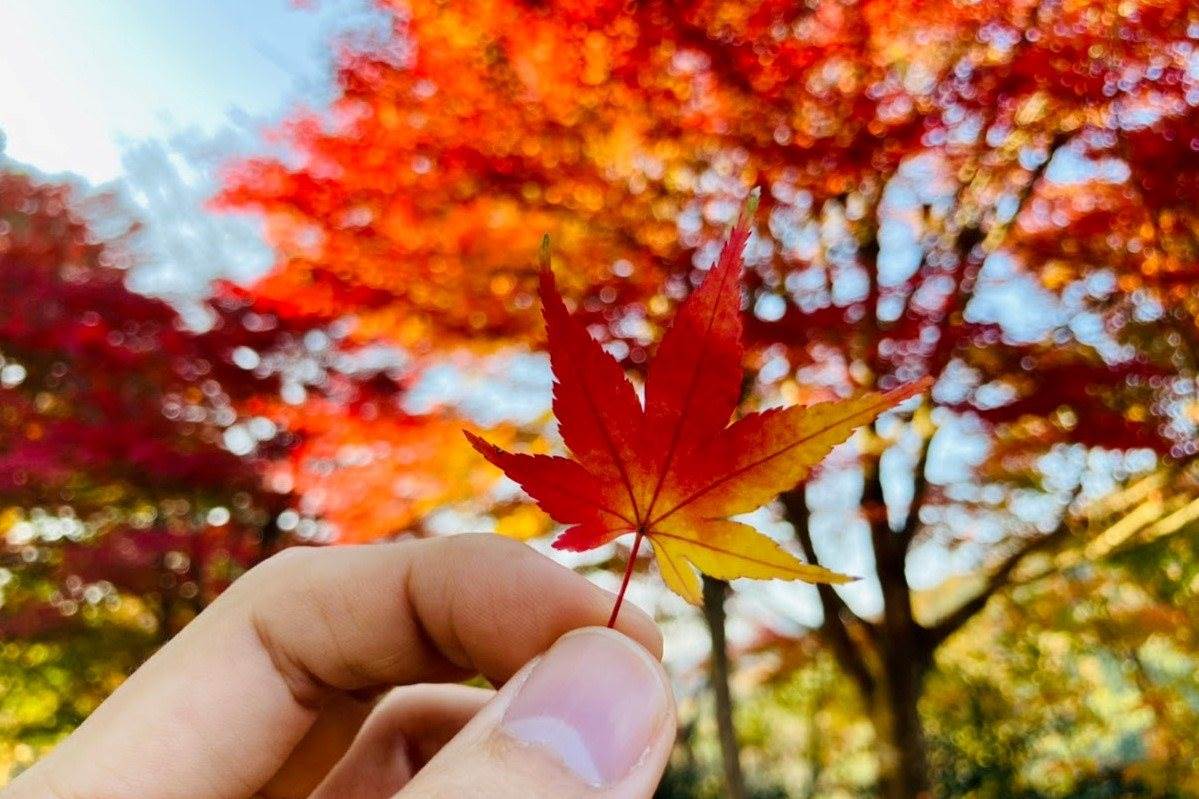 日本兵庫豐岡「城崎溫泉」賞楓景點推薦!必訪紅葉五大名勝一次收! ,,