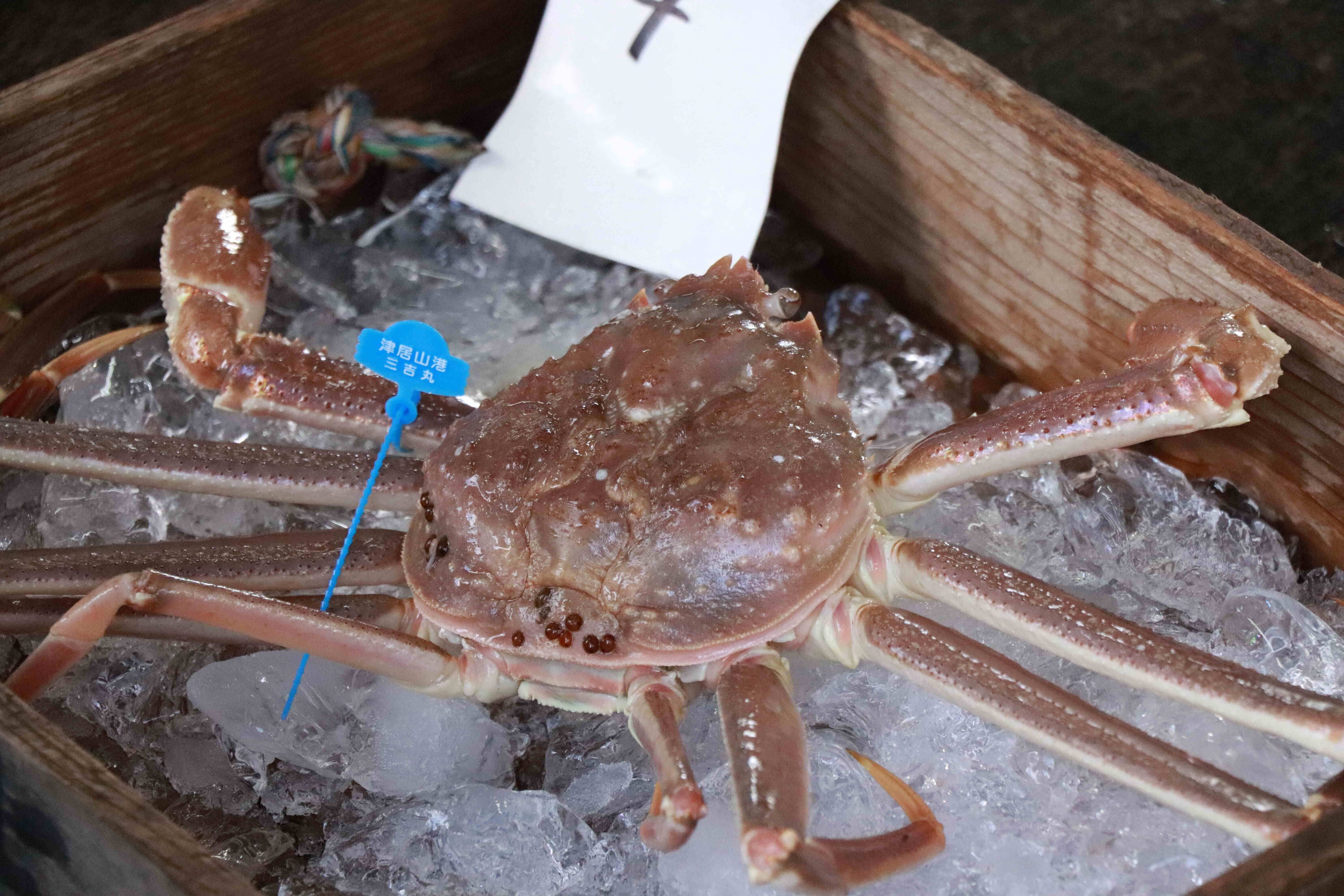 泡湯吃蟹太幸福!城崎溫泉松葉蟹全面解禁,全蟹宴奢華回歸 展開極致的冬季味覺旅程 ,,