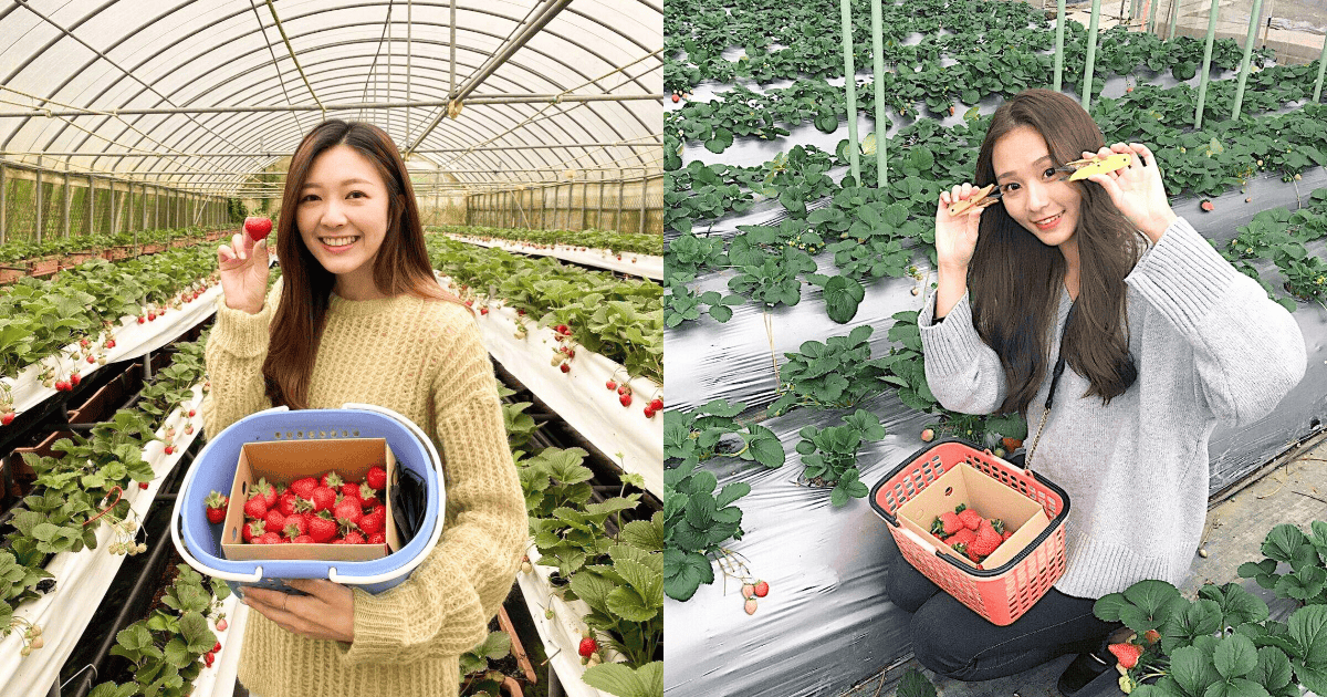 台北內湖草莓季,內湖草莓季