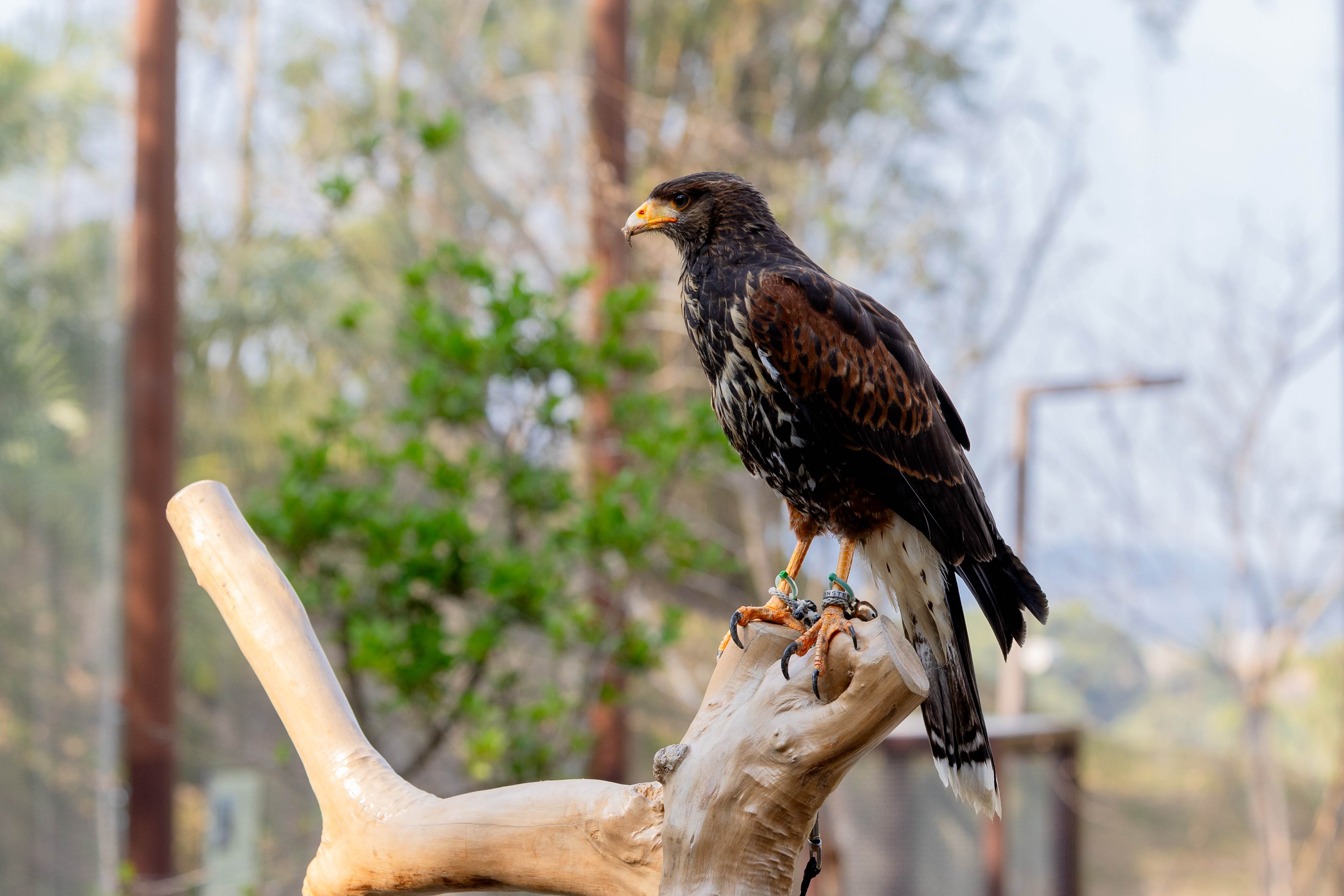 高雄野森動物學校：樹懶、水豚出沒，打造「森林教室」跟可愛動物近距離互動！-輕旅行