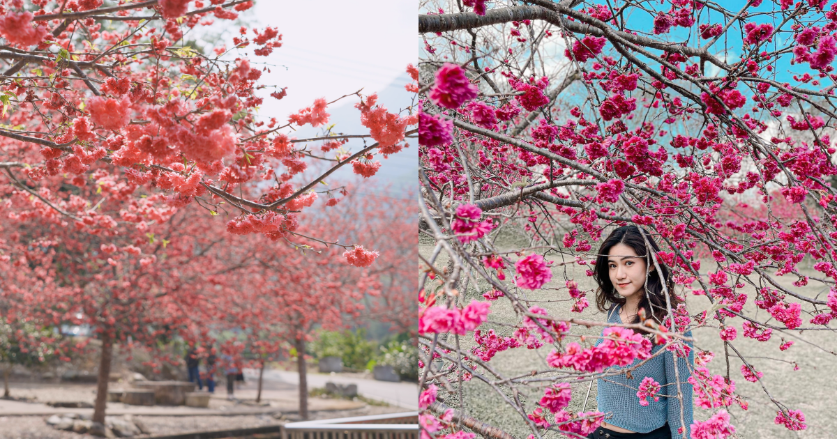 2026日月潭櫻花季1/30開跑!日月潭即時花況、賞櫻穿搭一次看 ,,
