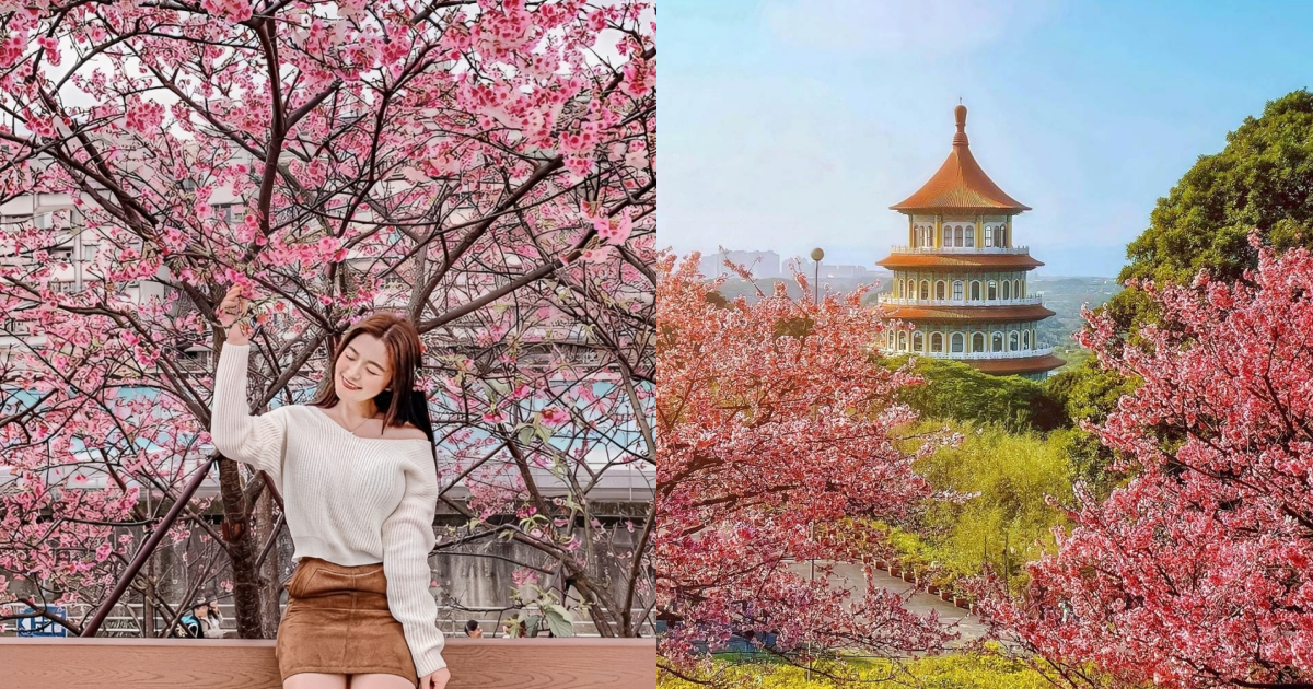 2026北台灣櫻花季推薦|台北、新北、桃園必去賞櫻景點總整理 ,,
