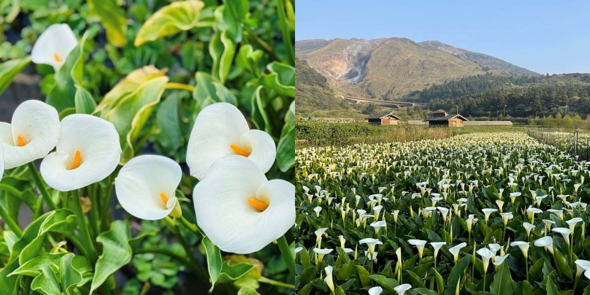 2026竹子湖海芋季3/13登場!必訪景點、花季活動與交通資訊(持續更新) ,,