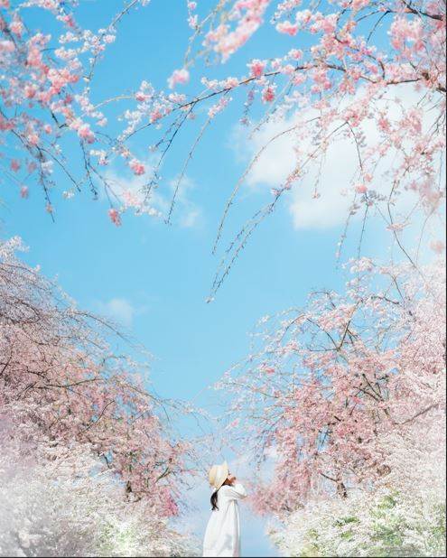 廣島賞櫻景點5選:在地人推薦!獨享春日夢幻櫻花! ,,