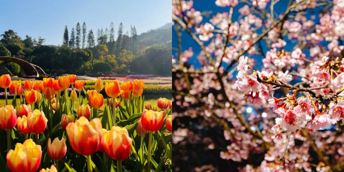 2026士林官邸鬱金香展必看!台北全年賞花時間與景點總整理 全台花季地圖