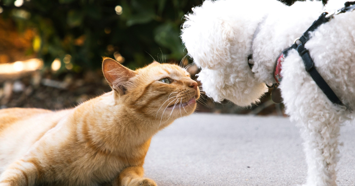 2026寵物補助申請|最高可獲3000元!毛孩絕育好處壞處一次看 ,,