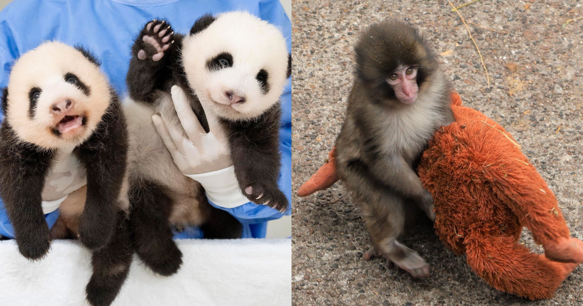 全球可愛動物明星TOP6|爆紅小猴子Punch、韓國人的掌上明珠一次看 ,,