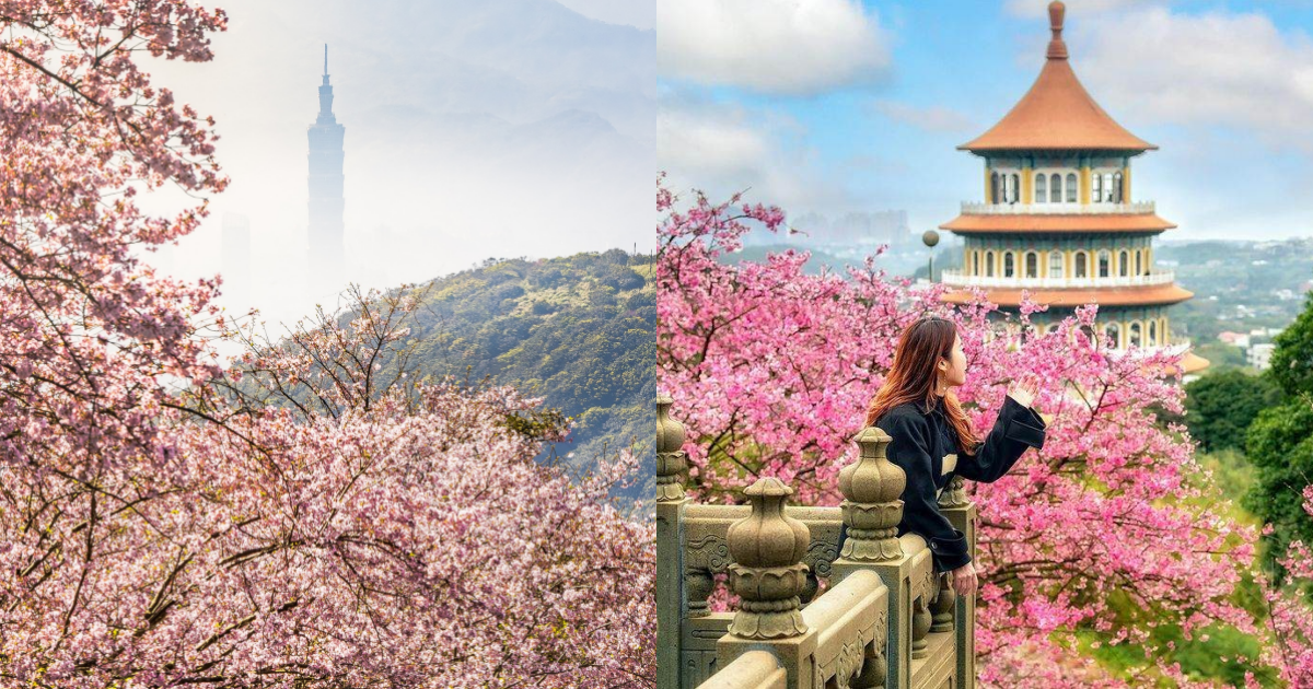 2026北台灣櫻花季推薦|台北、新北、桃園必去賞櫻景點總整理 全台花季地圖