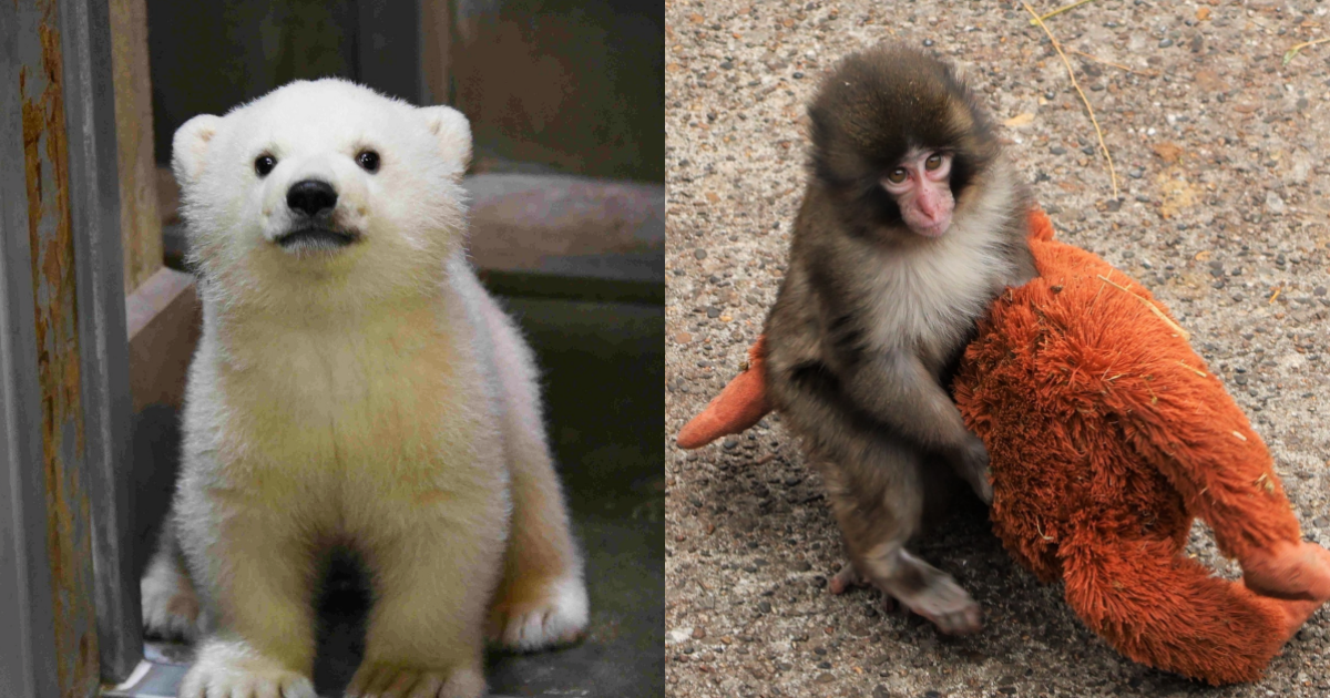 全球可愛動物明星TOP8|爆紅小猴子Punch、秋田小北極熊一次看 ,,