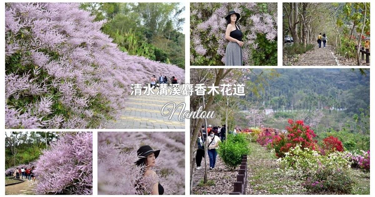 南投｜清水溝溪麝香木花道：季節限定麝香木、九重葛花開了！打卡600公