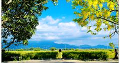 2013初夏的耀眼金黃色-阿勃勒の道(台南白河詔安厝)