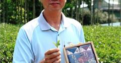 三峽【天芳茶行】碧螺春綠茶及密香紅茶好伴手出自三峽區農會