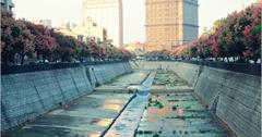 台版清溪川？台灣欒樹染紅了台中