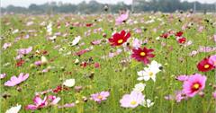 2013 新社花海最新花況