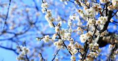 南投【柳家梅園】一月梅花開，白色雪，一整片梅花撲鼻花香讓人陶醉