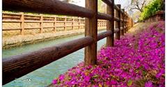 綠堤邊的紅花亭--南圳綠堤堤岸公園(台南新化)